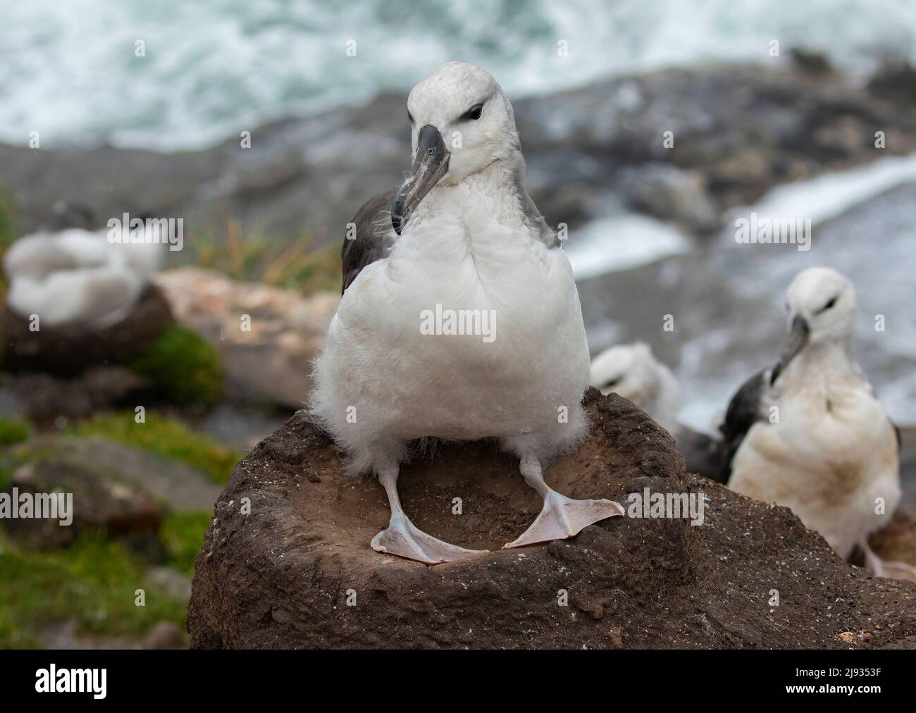 Black-Browed Albatross Stock Photo