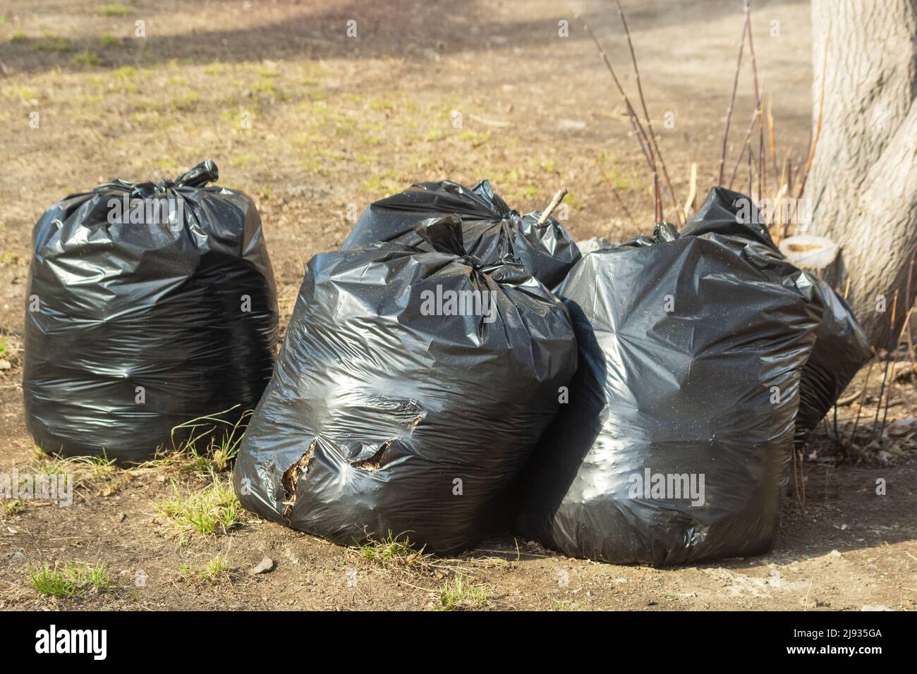 Black Garbage Bags And Tree Of Hope Stock Photo - Download Image Now - Bag,  Black Color, Business Finance and Industry - iStock