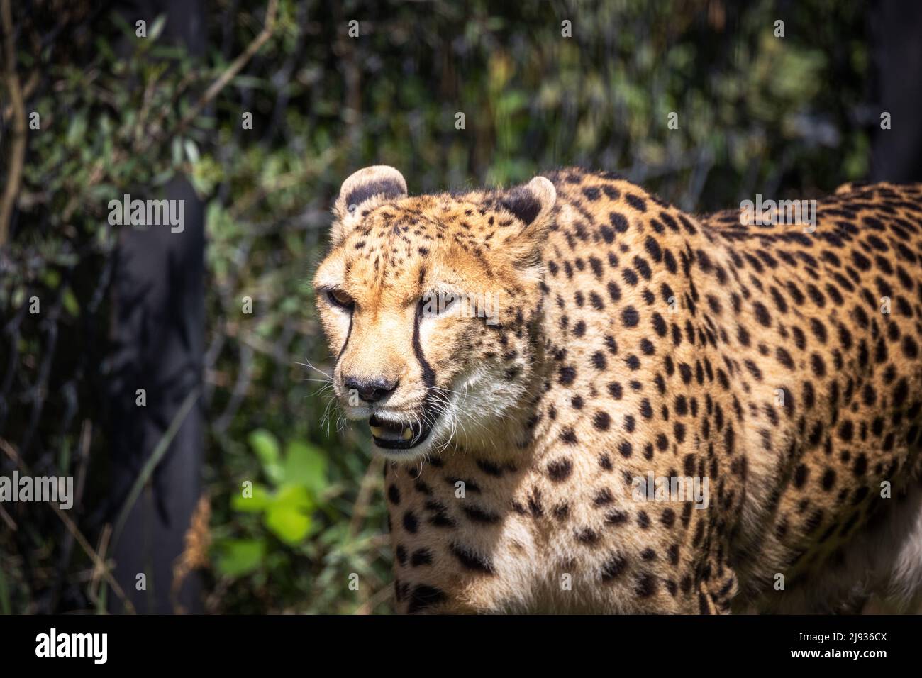 portrait of a cheetah in its enclosure in a zoo Stock Photo Alamy