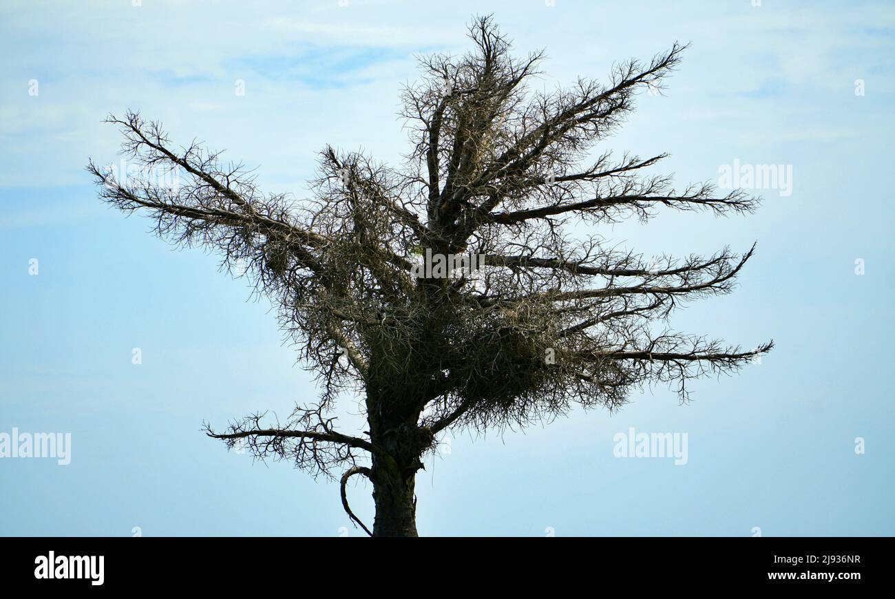 BIG DIYING TREE ALONE IN FOREST Stock Photo