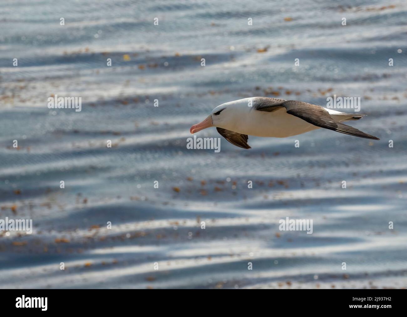 Black-Browed Albatross Stock Photo