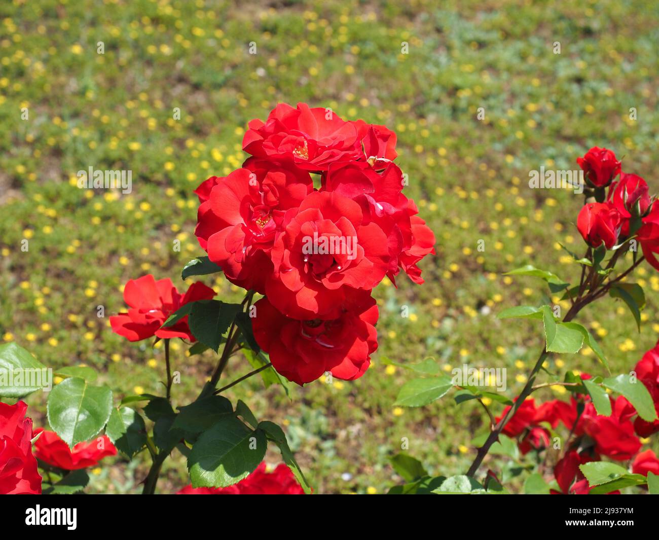 Scientific name rosa hires stock photography and images Alamy