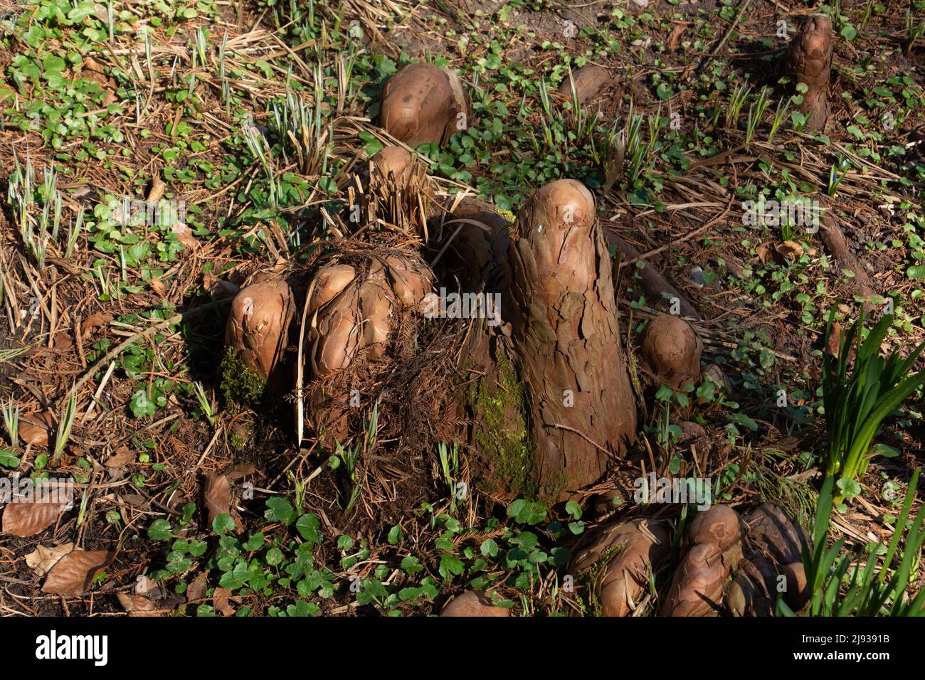 abstract Aerial roots of Taxodium distichum also called the swamp cypress Stock Photo