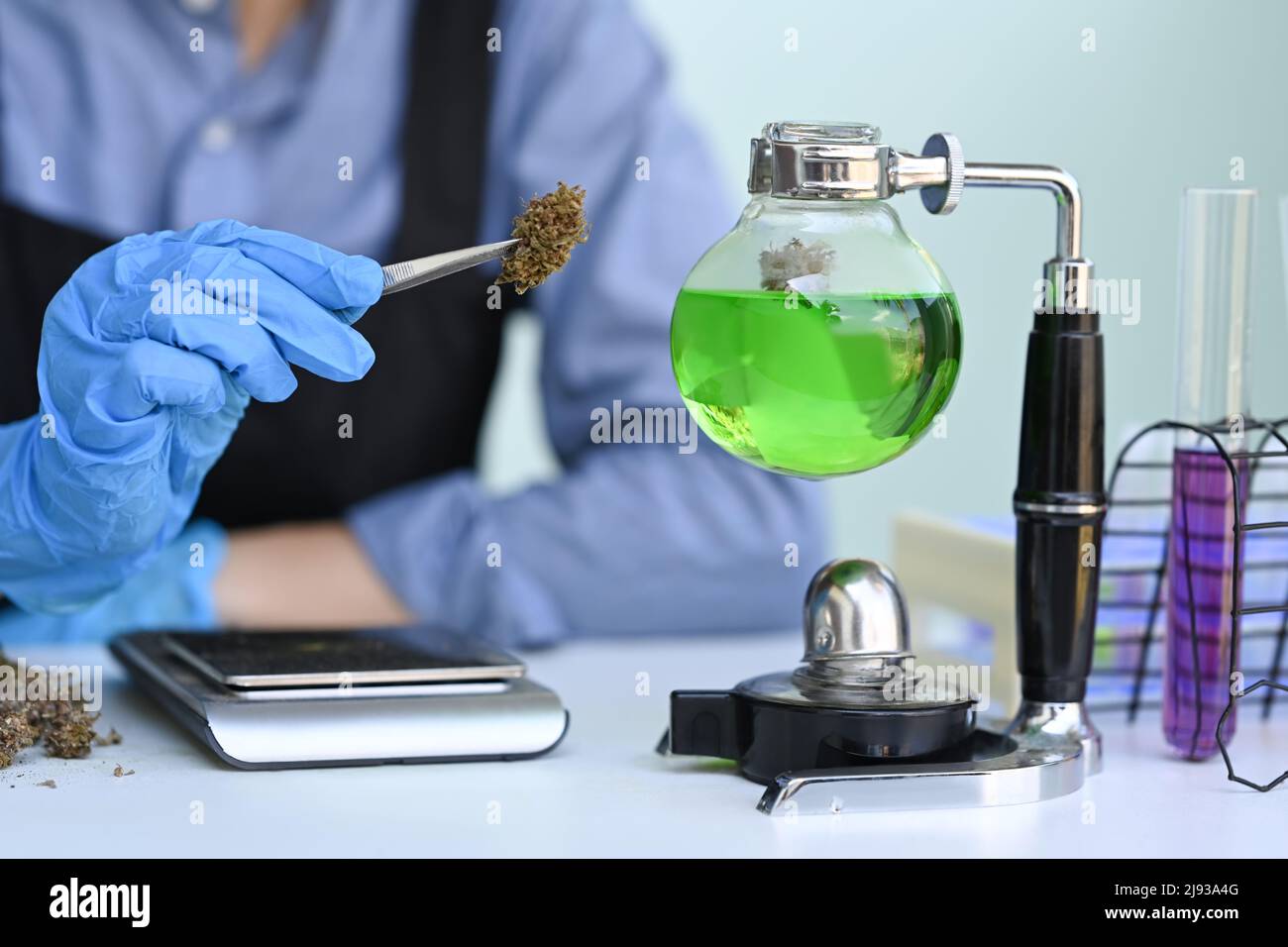 Scientist testing and analyzing cannabis plants for the extraction of