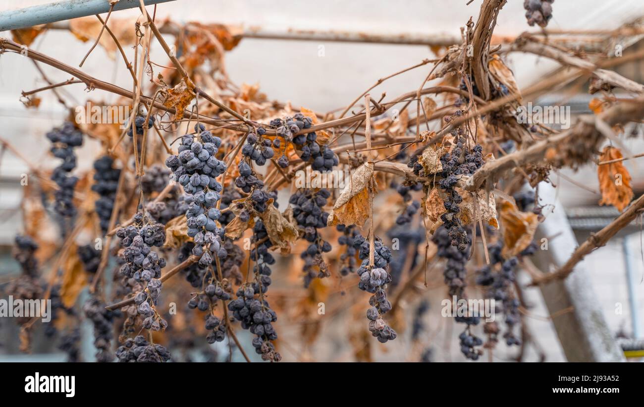 Withered unharvested blue grapes after winter Stock Photo Alamy