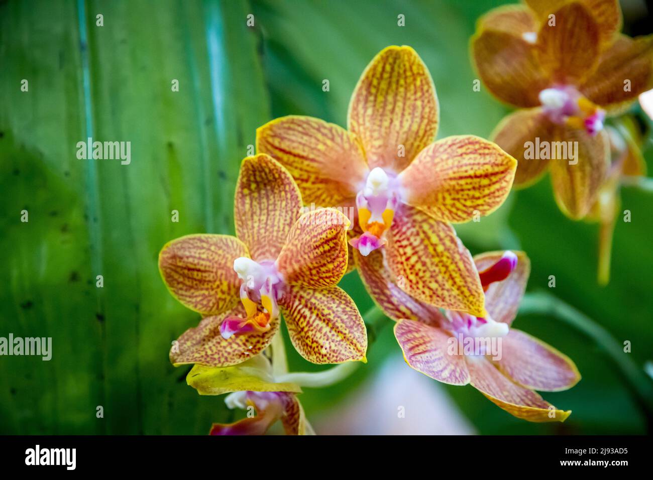 Orchid flower, Yellow Phalaenopsis. Tropical floral background Stock Photo