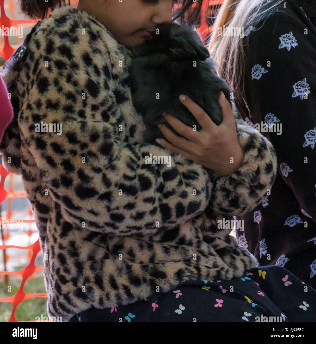 Young girl cuddles a black rabbit at a petting zoo during 2022 St George’s Day Celebration. Pinner, Harrow, Greater London. Stock Photo