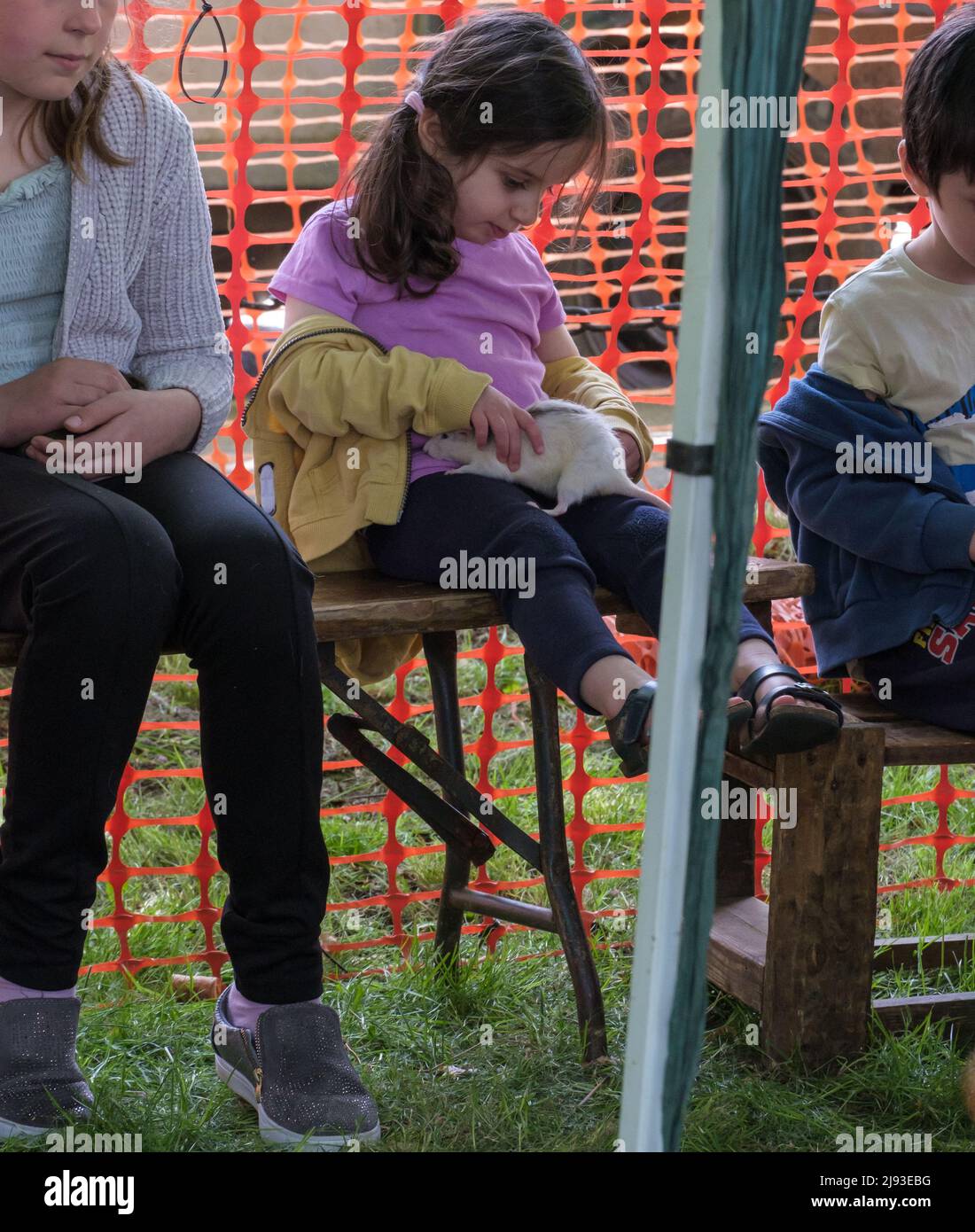 Young girl pets a rat in her lap at a petting zoo during 2022 St George’s Day Celebration. Pinner, Harrow, Greater London. Stock Photo