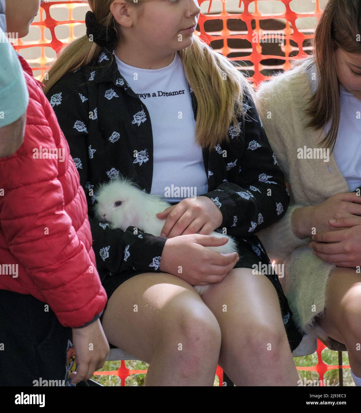 Girl cuddles small white furry animal on her lap while young boy looks on at a petting zoo during 2022 St George’s Day Celebration. Pinner, London. Stock Photo