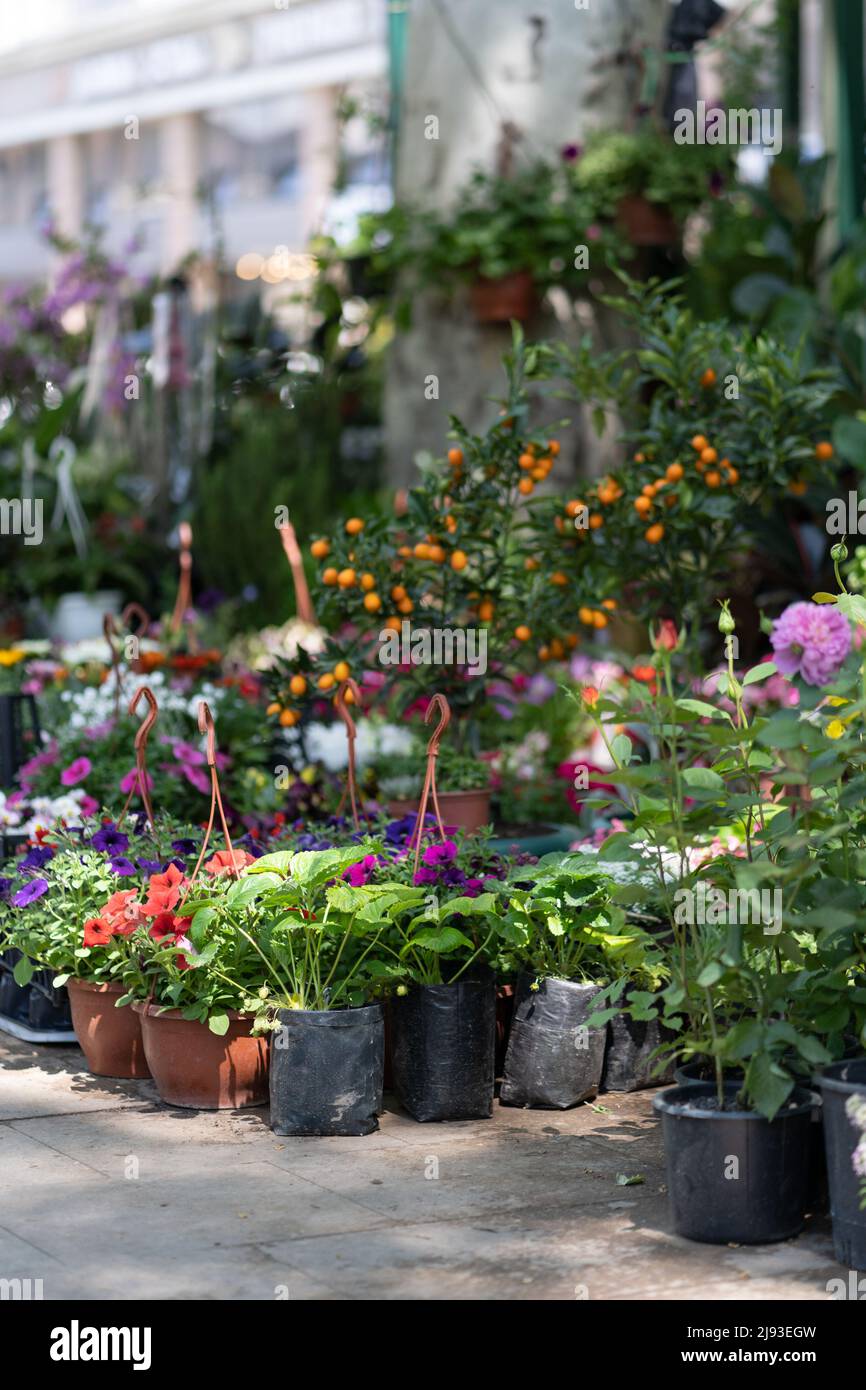Fair of flowers in Tbilisi. Beautiful flowers and plants for home or