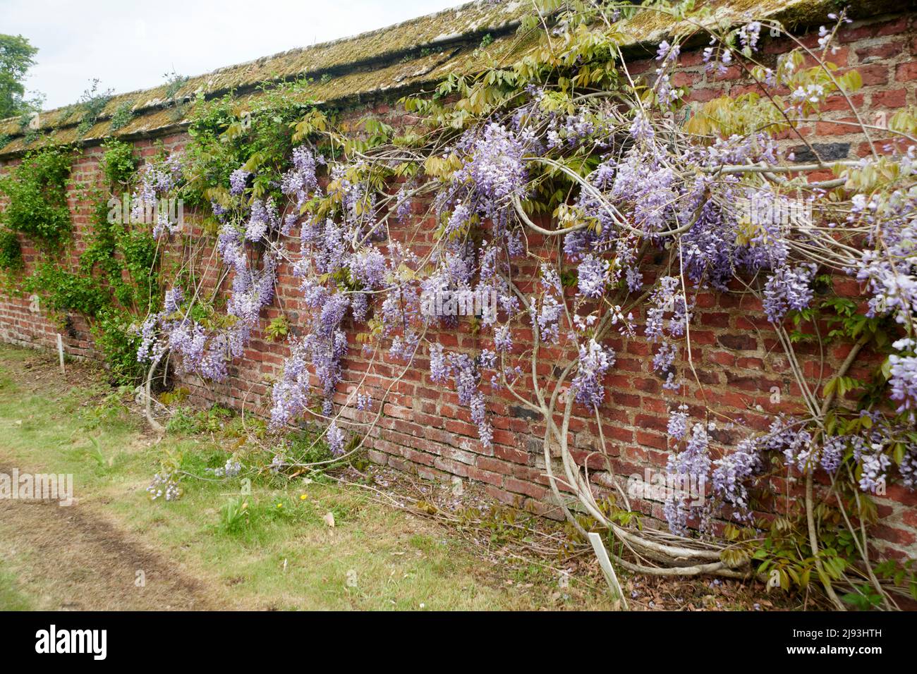 Wisteria (Wisteria sinensis) flowering during the summer, East