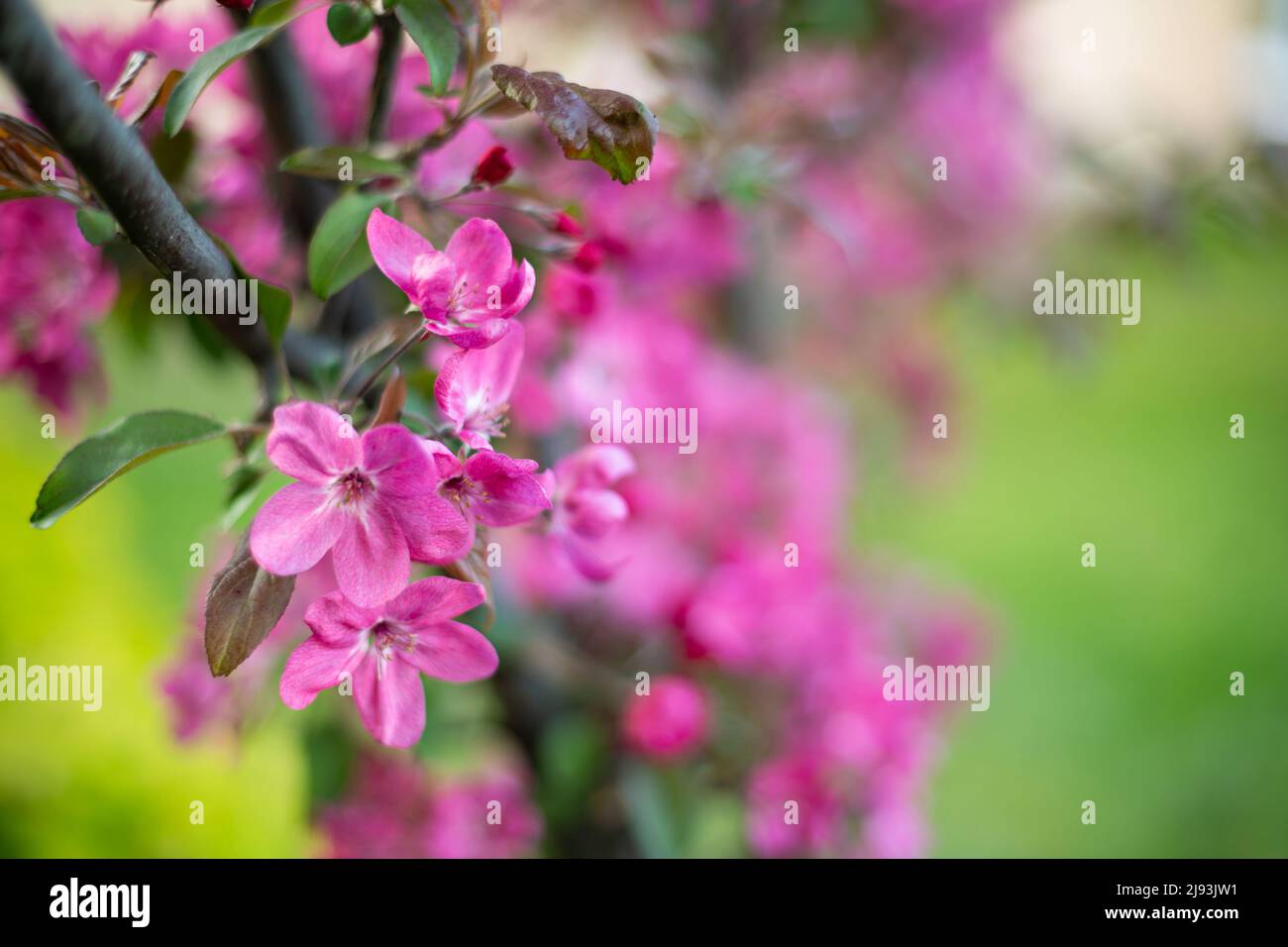 Fruit tree in bloom pink flowers copy space Stock Photo