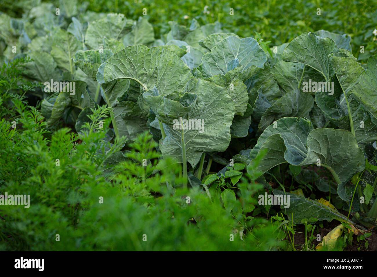 Organic cabbage and carrots plants growing in home garden Stock Photo
