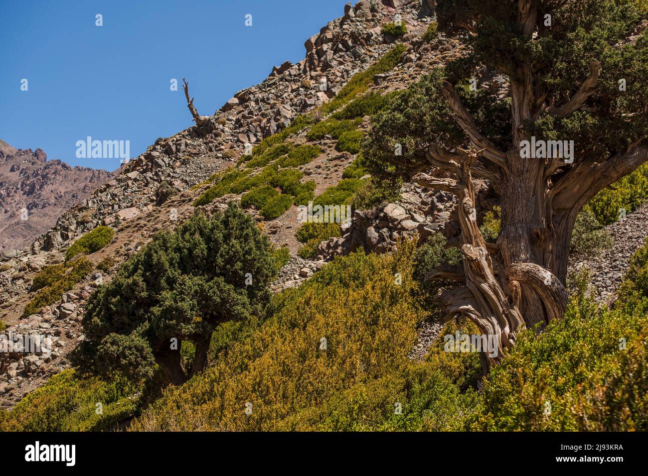 juniper from the Atlas, Juniperus thurifera, Azib Ikkis, Atlas mountain range, morocco, africa Stock Photo