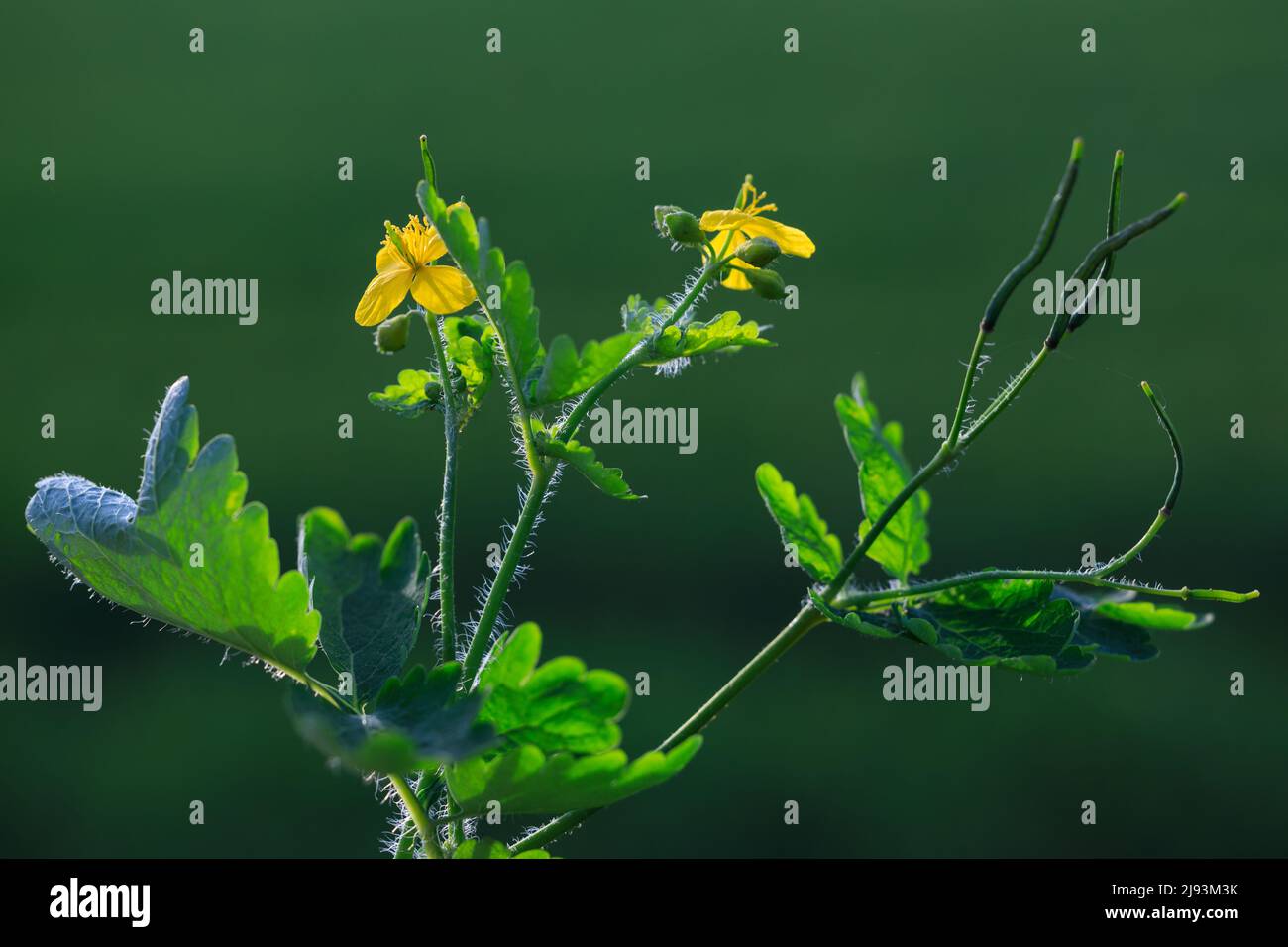 Chelidonium majus ( tetterwort, tetterwort, nipplewort or swallowwort) flowers blooming in forest close up. Macro detail, soft blurry bokeh background Stock Photo