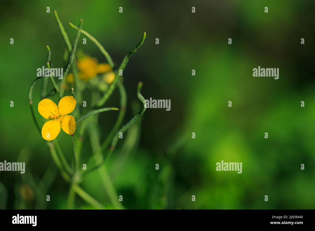 Flowers of yellow flowers of plant Chelidonium majus. Copy-space for text, blurred background. Stock Photo