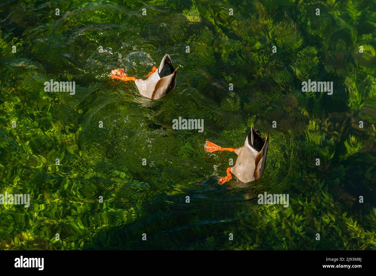 An elevated view of two ducks upended over a fresh water steam with green seaweed, as they dive for food. Stock Photo