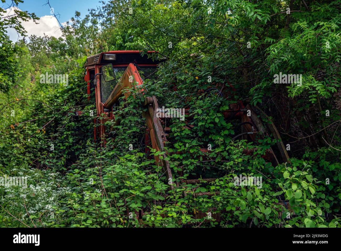 An abandoned and overgrown with ivy, earth moving tractor Stock Photo