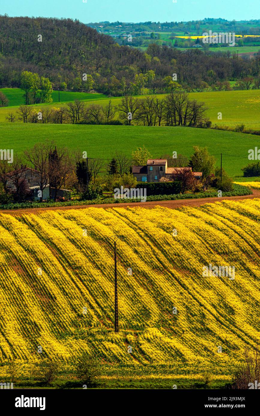 Winter Canola fields in the south of France, taken in March near Albi. Stock Photo