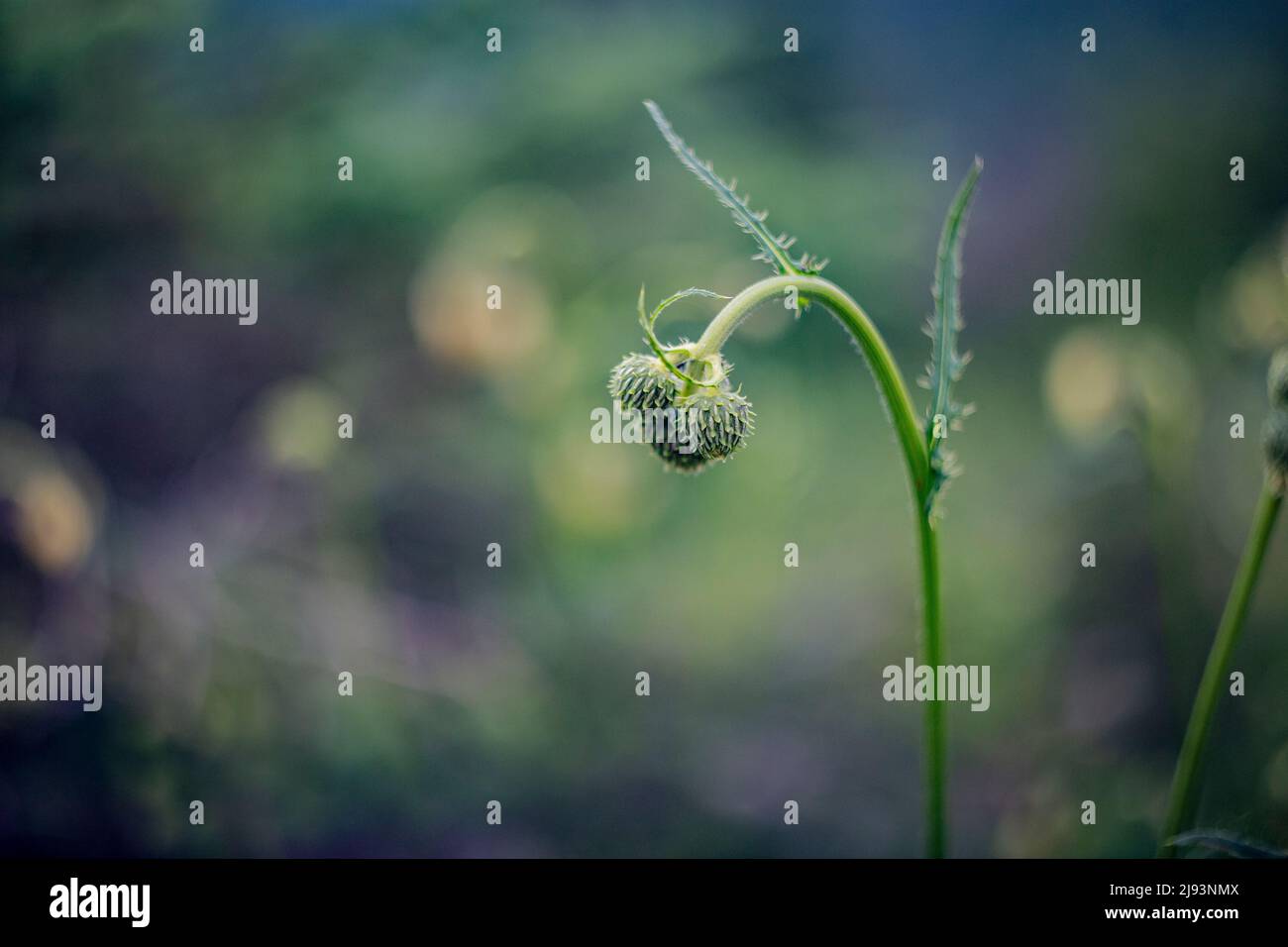 the lovely spring flower has not bloomed yet Stock Photo Alamy