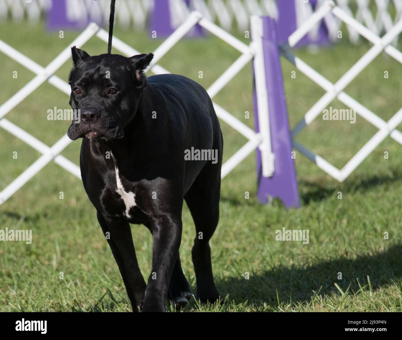 Cane Corso walking in dog show ring Stock Photo Alamy