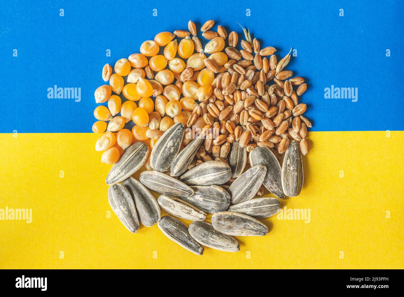 Wheat grains, corn and sunflower seeds in a circle on the yellow and