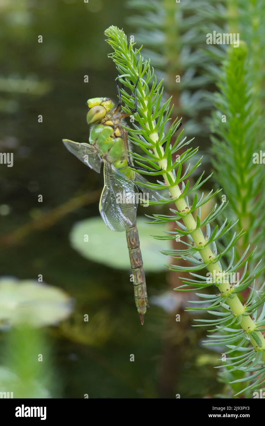 Emperor dragonfly, Anax imperatorjust, just left larval case after metamorphosis, on Mare's tail, Hippuris vulgaris,  May, UK Stock Photo