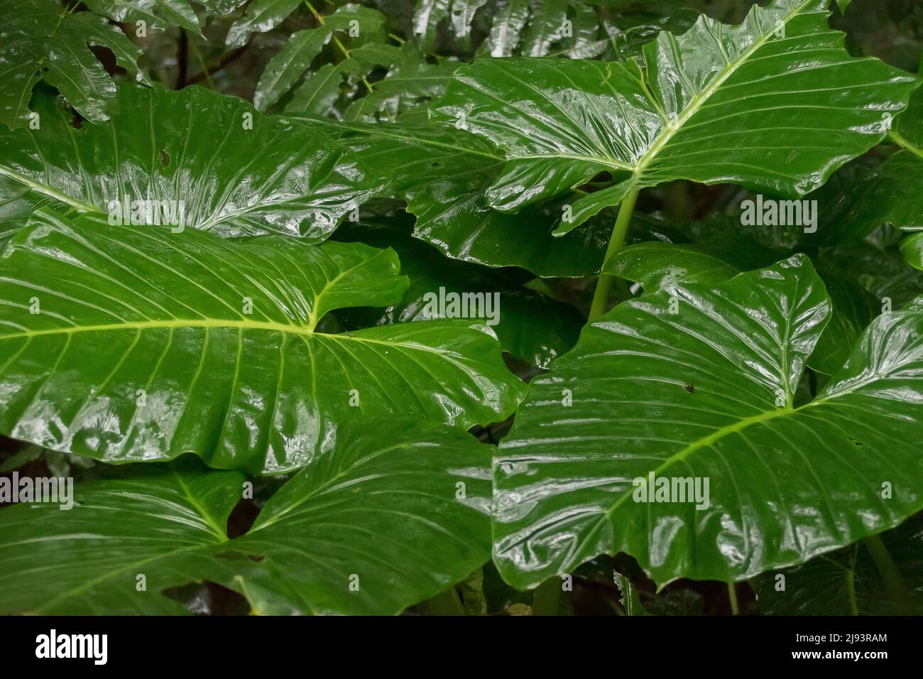 Large. wet, green leaves of Cunjevoi, (native lily)  alocasia brisbanensis,   growing in lowland subtropical rainforest, Queensland, Australia. Stock Photo