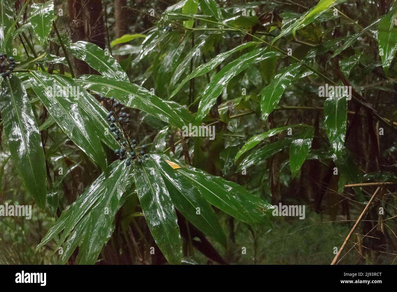 Lots of shiny wet leaves of native ginger, Alpinia caerulea, (bush-tucker) after rain in lowland subtropical rainforest, Tamborine Mountain, Australia Stock Photo