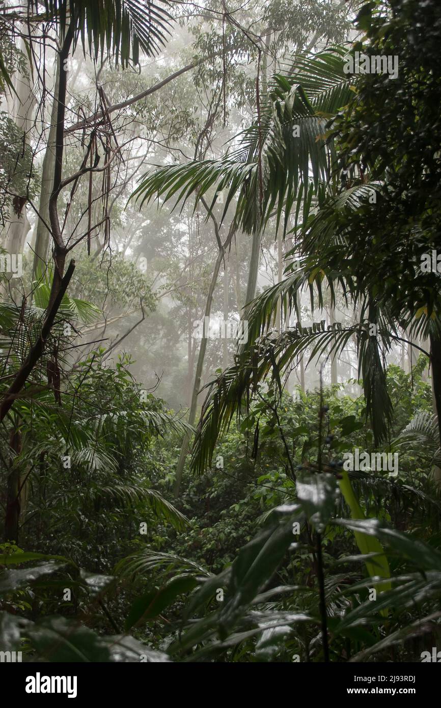 View through the mist of lowland subtropical rainforest, understorey and bangalow palms. Still, wet and quiet. Queensland, Australia. Stock Photo