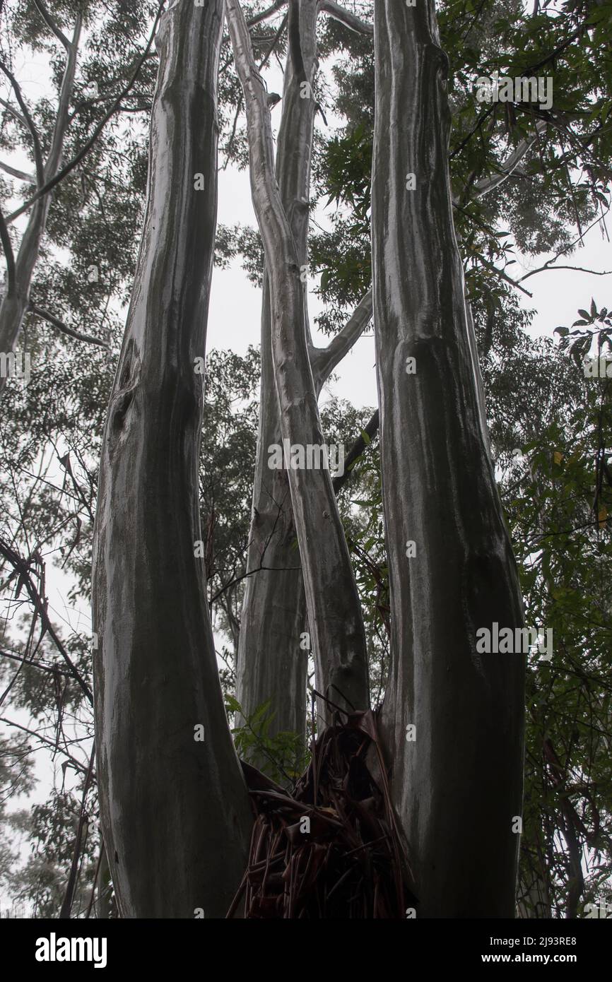 Four shining wet trunks of Flooded gums  (Rose gum, eucalyptus grandis) misty, wet lowland subtropical rainforest, Tamborine Mountain, Australia. Stock Photo