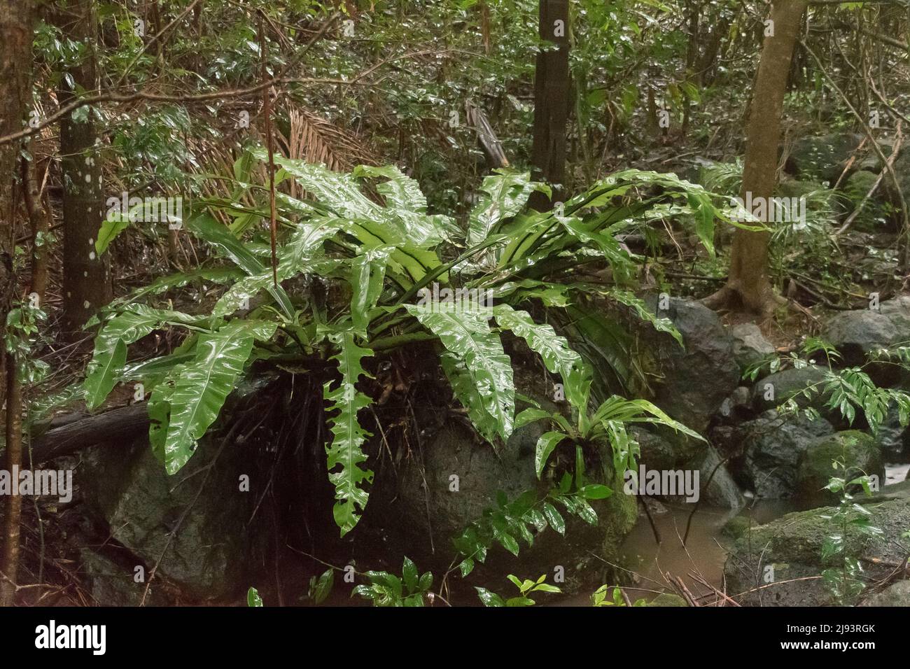 Bird's nest fern, Asplenium australasicum, growing between rocks in lowland subtropical rainforest, Queensland, Austrlalia, in very wet weather. Stock Photo