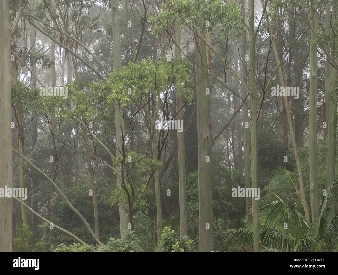 Trees and understorey of lowland subtropical rainforest in wet, misty weather. Tamborine Mountain, Australia. Stock Photo