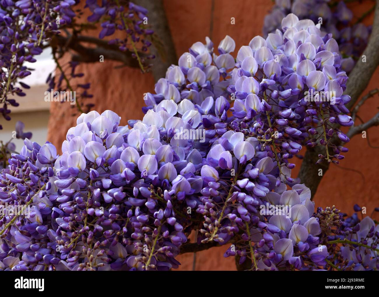 Closeup of the mauve flowers of Wisteria. Stock Photo