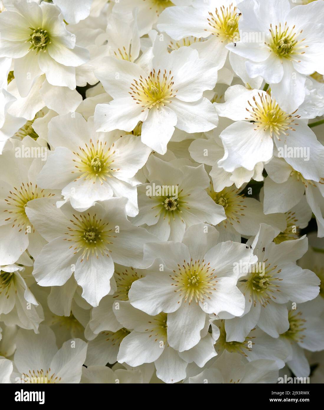 Closeup of the white flowers of Clematis Avalanche. Stock Photo