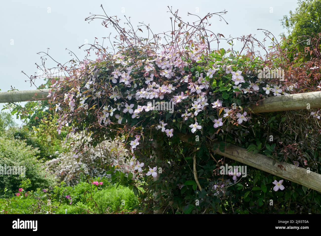 Mountain clematis (Clematis Montana) flowering during the summer, East Yorkshire, UK, GB., England, UK, GB. Stock Photo