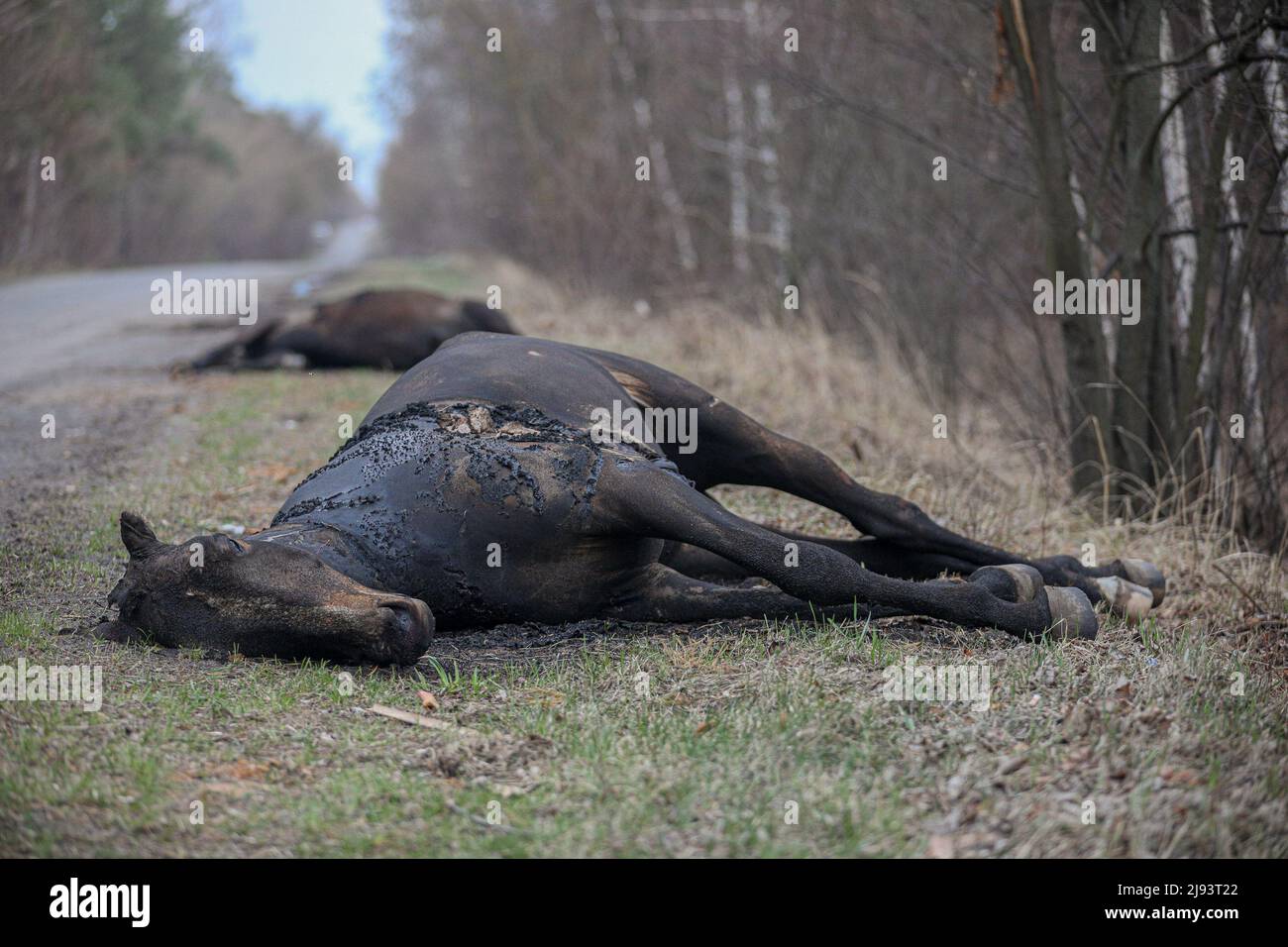 Dead horses hires stock photography and images Alamy