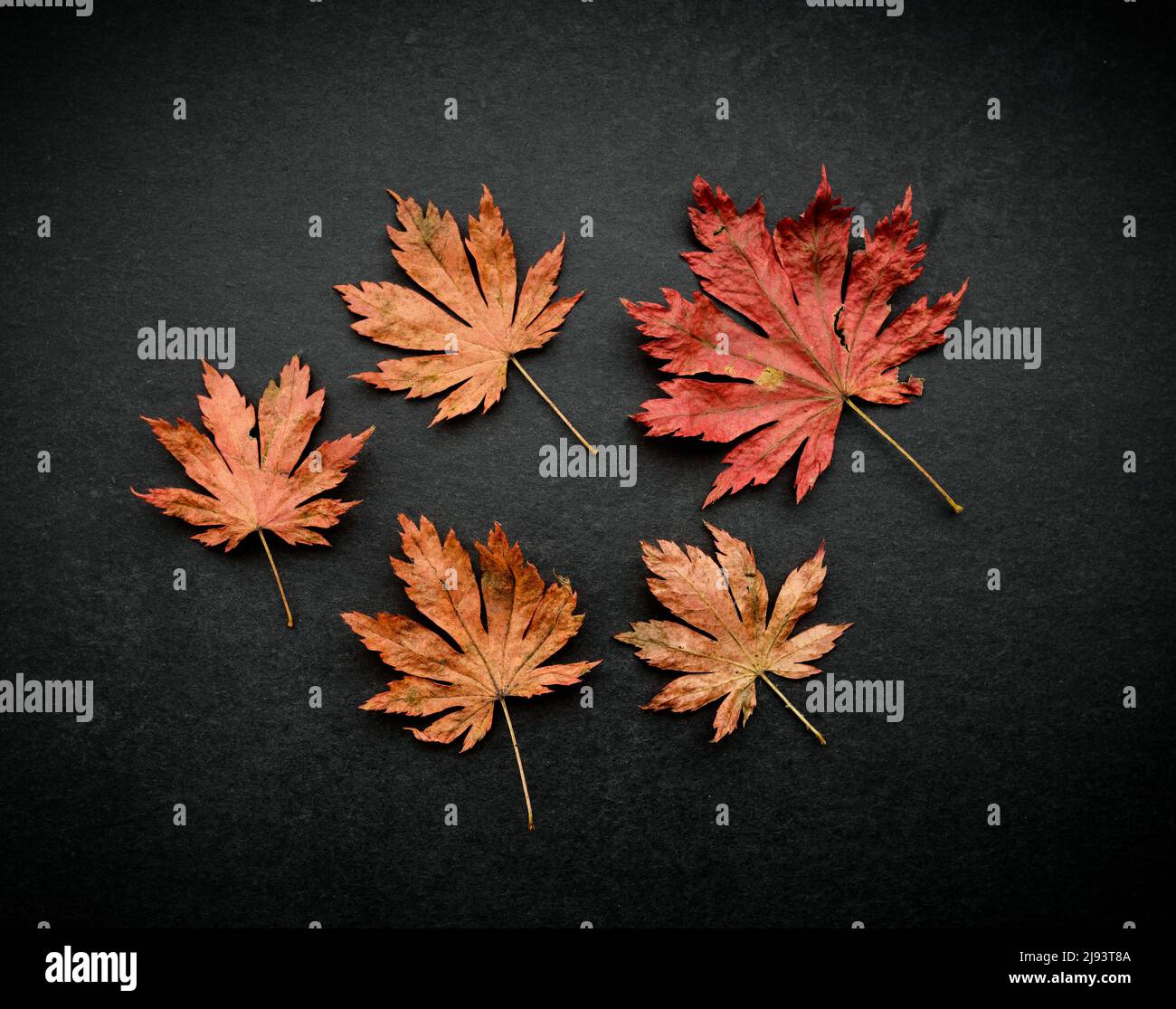 Orange colour dry leaves hi-res stock photography and images - Alamy