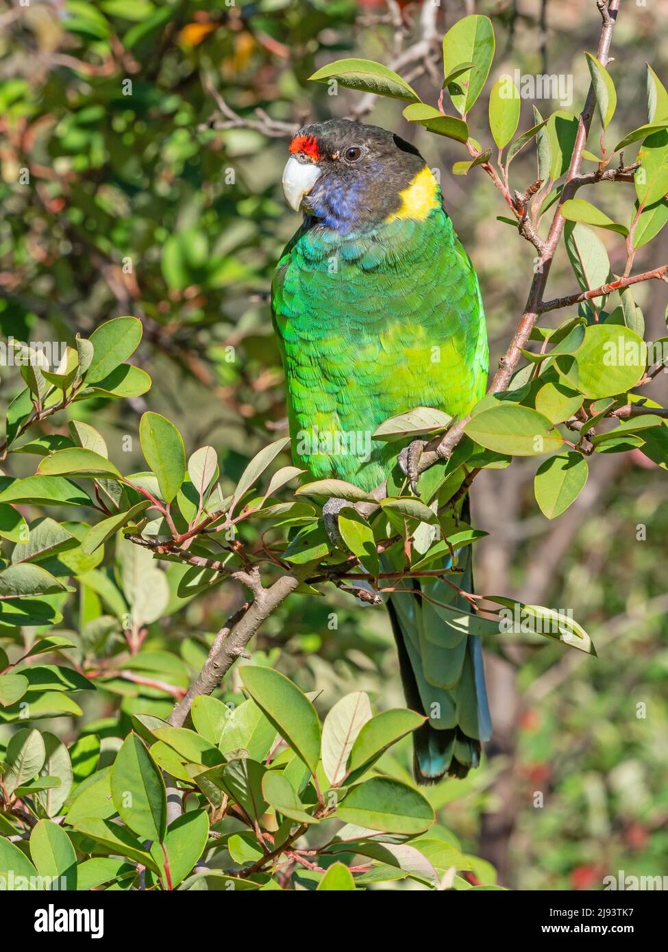 An Australian Ringneck Parrot of the western race, also known as the Twenty-eight Parrot, photographed in a forest of South Western Australia. Stock Photo
