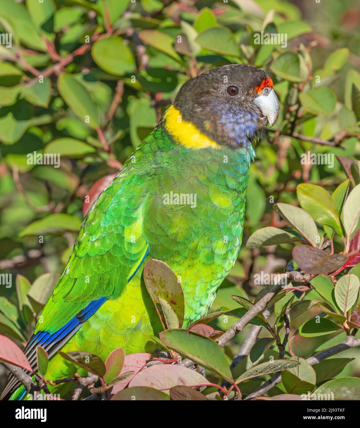 A portrait of an Australian Ringneck Parrot of the western race, also known as the Twenty-eight Parrot, photographed in South Western Australia. Stock Photo