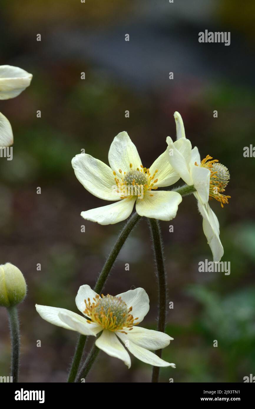 Anemone  multifida  flowers perennial herb in the buttercup family Stock Photo