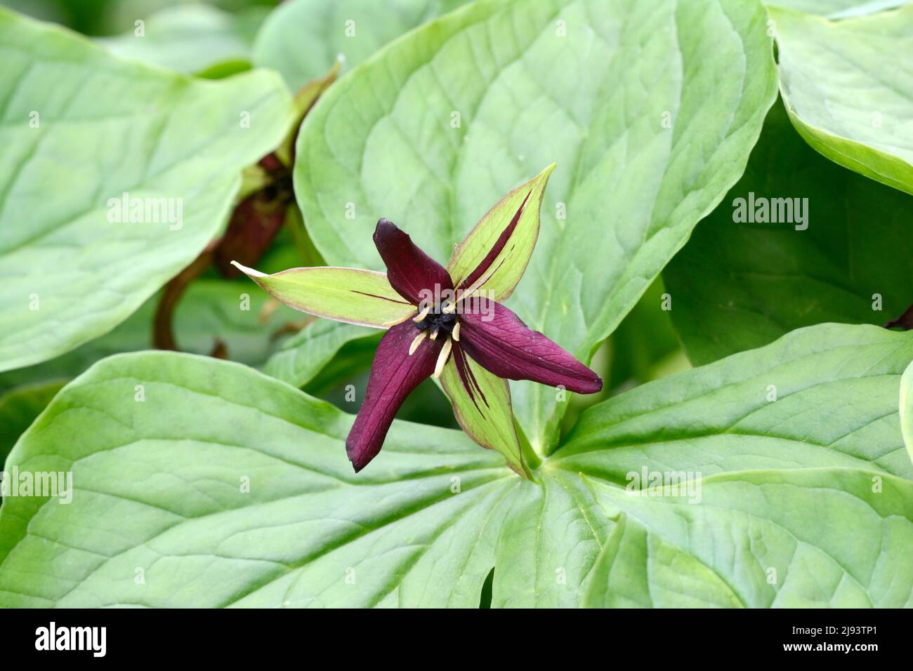 Trillium erectum flower Birthrootwhorl of three broadly ovate leaves in deep red maroon Stock Photo