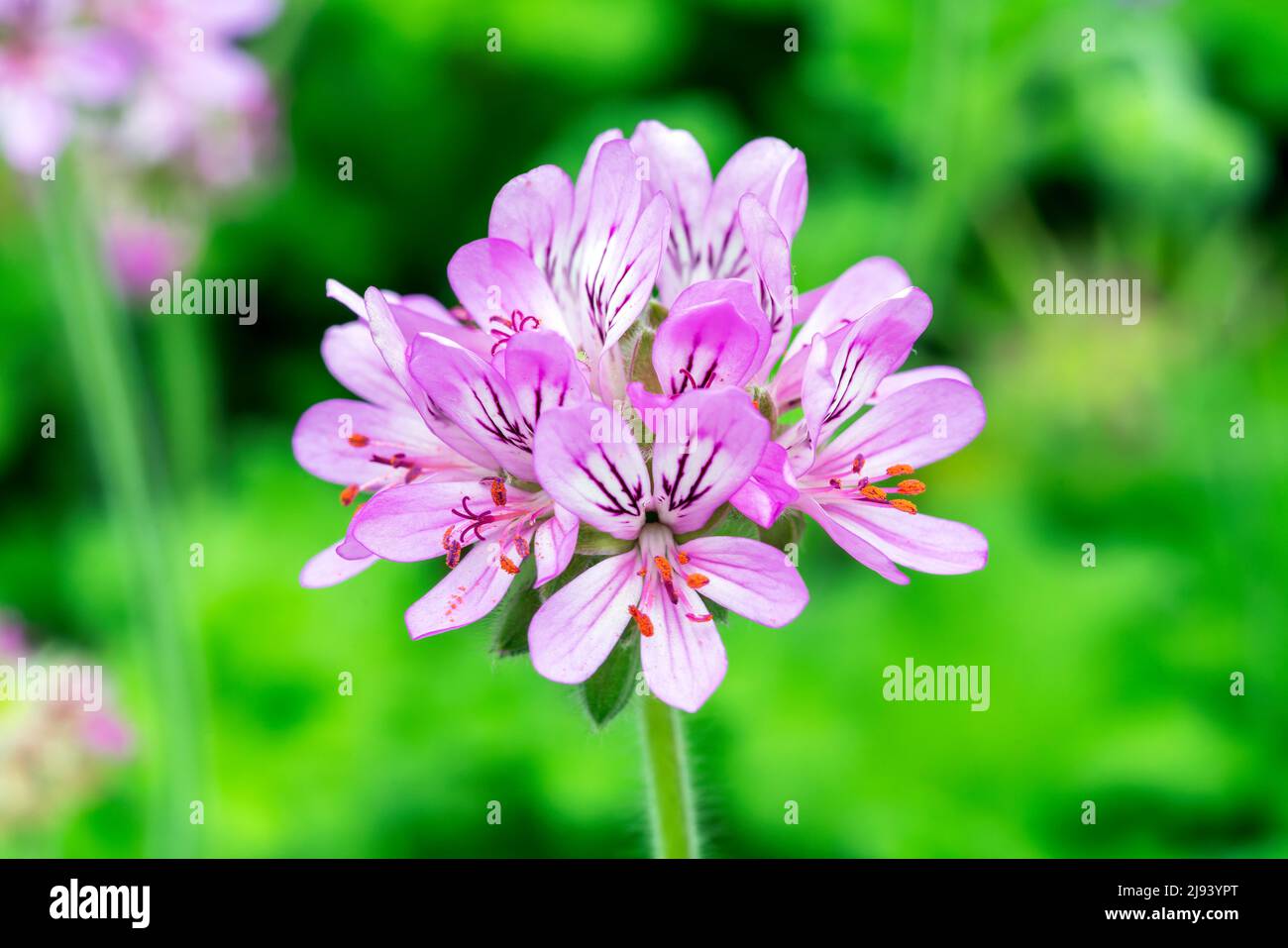 Pelargonium capitatum a summer flowering plant with a pink summertime flower commonly known as geranium, stock photo image Stock Photo