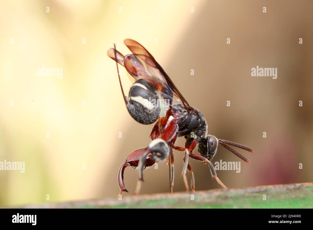 The Wasp With a Metal-Reinforced Needle on Its Behind near its nest close-up Stock Photo