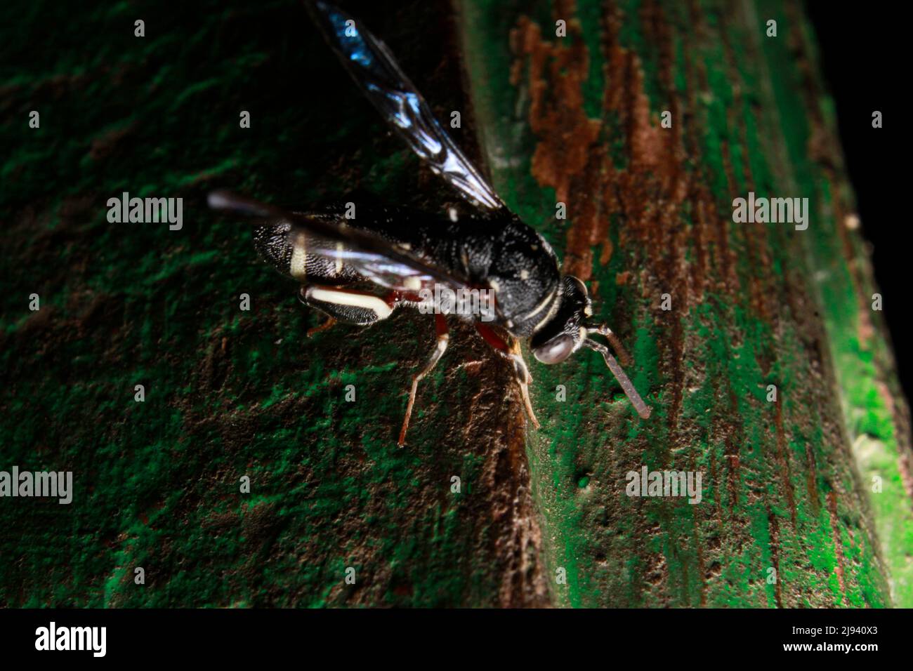 The Wasp With a Metal-Reinforced Needle on Its Behind near its nest close-up Stock Photo