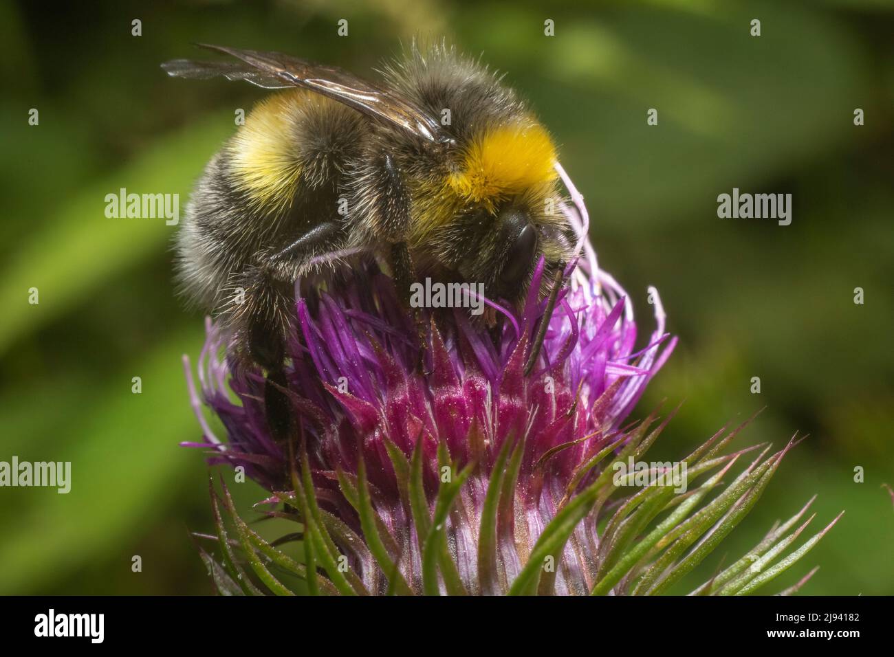 bumblebee pollinating thistle flowers Stock Photo Alamy