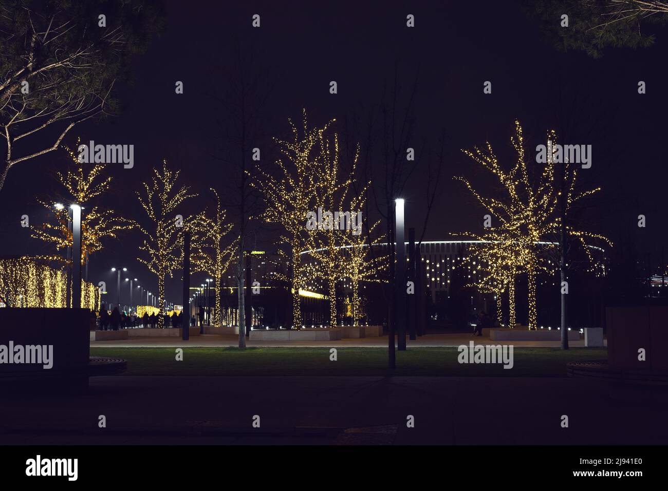 Night Christmas park with luminous trees planted along the walking
