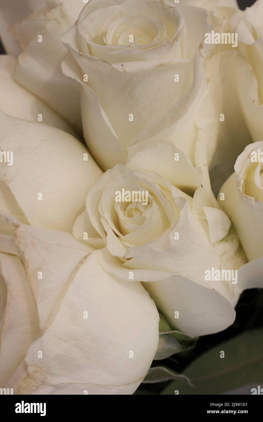 Unfresh Roses Fresh Rose Varieties
