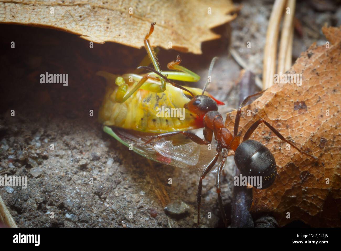 Formica forest ant is working in the spring Stock Photo