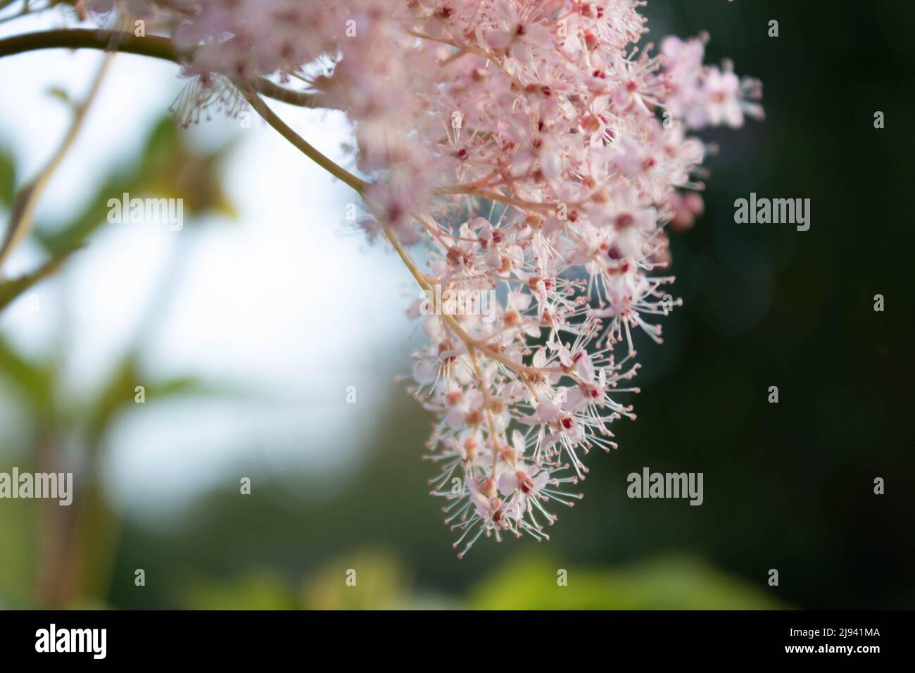 Pink flowering French tamarisk blossoms (Tamarix gallica) against green background, close up. Ornamental flower in the garden Stock Photo